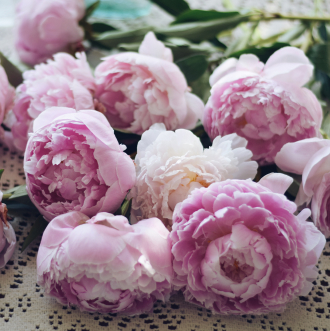 pink peonies 2021 08 30 09 33 08 utc 1